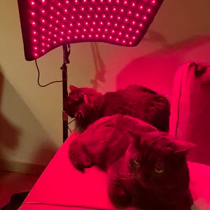 Review by Vanessa D. Houston, TX